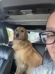 Lost Male Dog last seen Murphy and Sarah Anne , El Paso, TX 79924