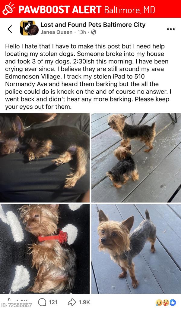 Lost Male Dog last seen Edmondson Ave, Baltimore, MD 21229