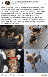 Lost Male Dog last seen Edmondson Ave, Baltimore, MD 21229