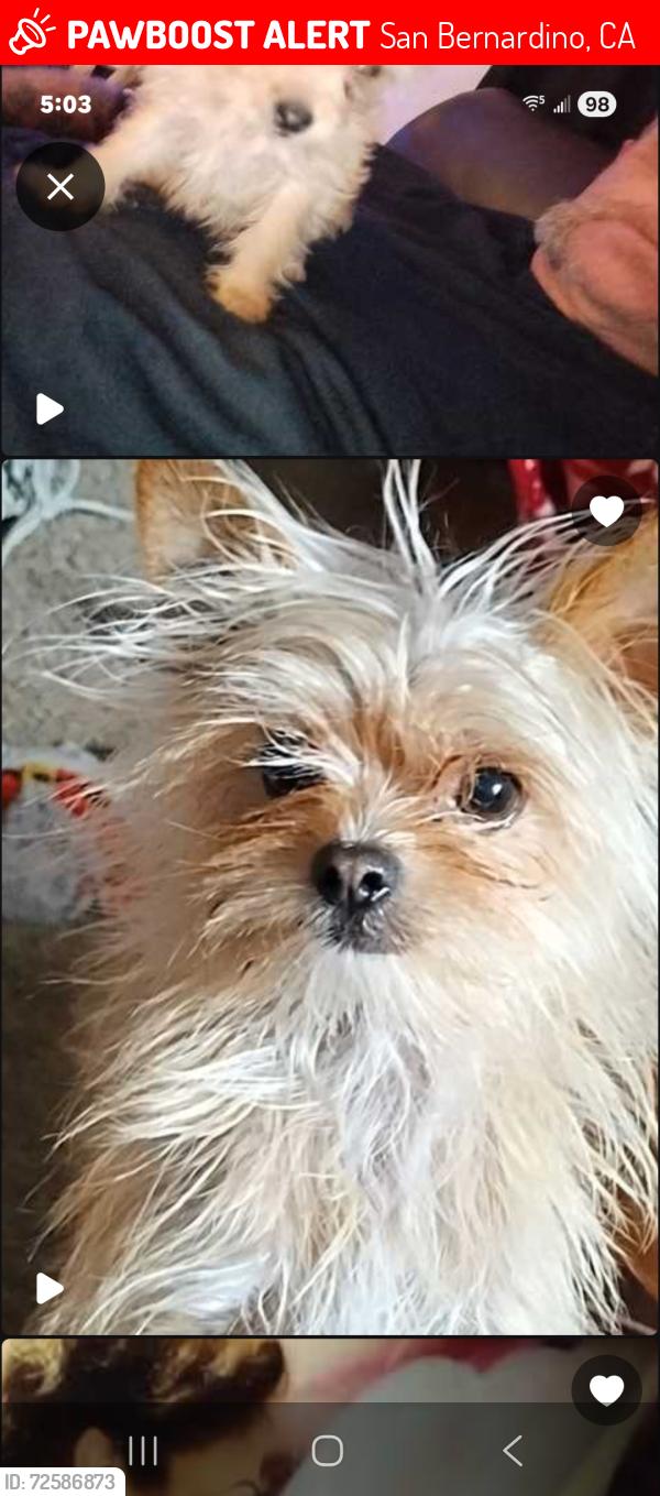 Lost Male Dog last seen Arrowhead and meal in the trailer park on mill street, San Bernardino, CA 92408