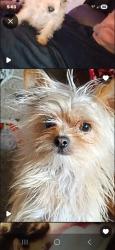 Lost Male Dog last seen Arrowhead and meal in the trailer park on mill street, San Bernardino, CA 92408