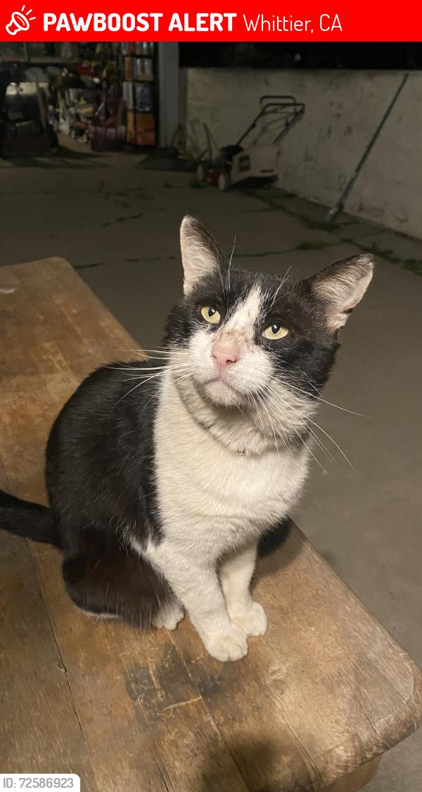 Lost Male Cat last seen Utica St and Leland Avenue, Whittier, CA 90605