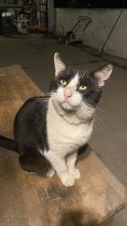 Lost Male Cat last seen Utica St and Leland Avenue, Whittier, CA 90605