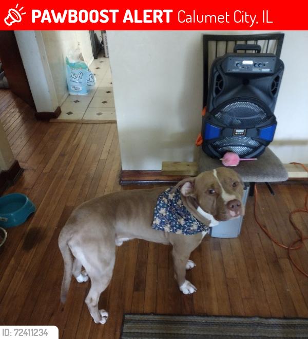 Lost Male Dog last seen Near paxton chicago il 60617, Chicago, IL 60018