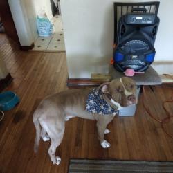 Lost Male Dog last seen Near paxton chicago il 60617, Chicago, IL 60018
