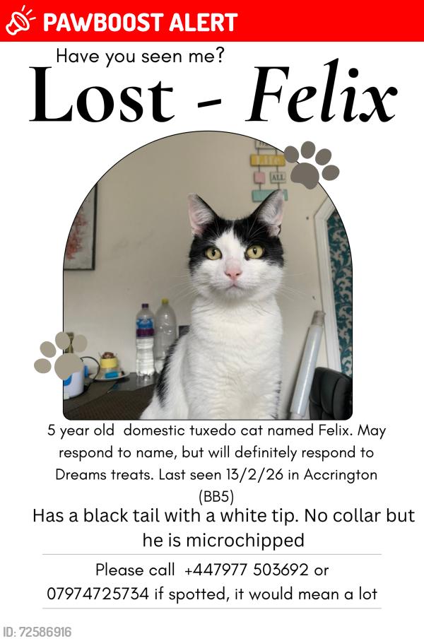 Lost Male Cat last seen Hambledon Mill park area, in Accrington , Lancashire, England BB5