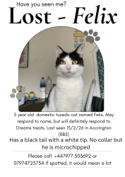 Lost Male Cat last seen Hambledon Mill park area, in Accrington , Lancashire, England BB5