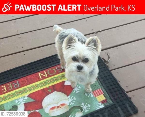 Lost Male Dog last seen 119th and Antioch, Overland Park, KS 66210