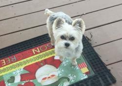 Lost Male Dog last seen 119th and Antioch, Overland Park, KS 66210