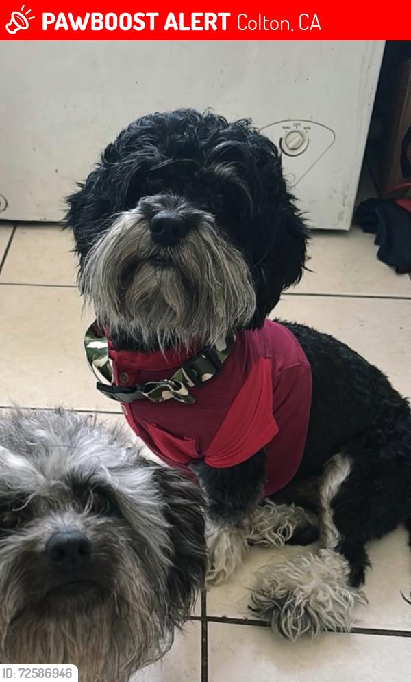 Lost Male Dog last seen Mountain woods st Colton ca 92324, Colton, CA 92324