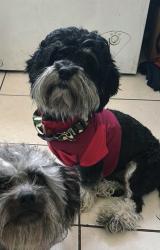 Lost Male Dog last seen Mountain woods st Colton ca 92324, Colton, CA 92324