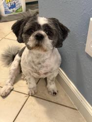 Lost Male Dog last seen Glen iris, west Orem, almeda rd, Houston, TX 77045