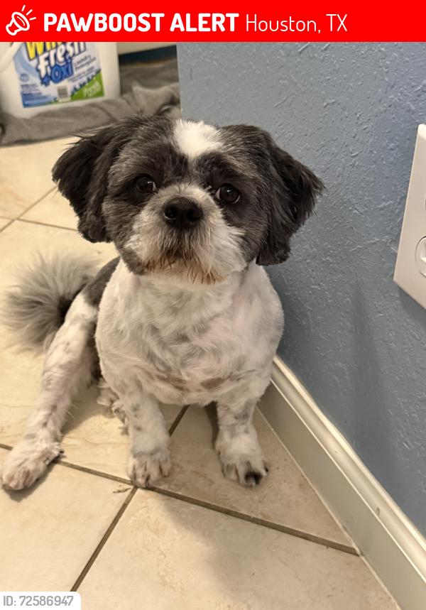 Lost Male Dog last seen Glen iris, west Orem, almeda rd, Houston, TX 77045