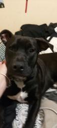 Lost Male Dog last seen Keilor Central , Keilor Downs, VIC 3038