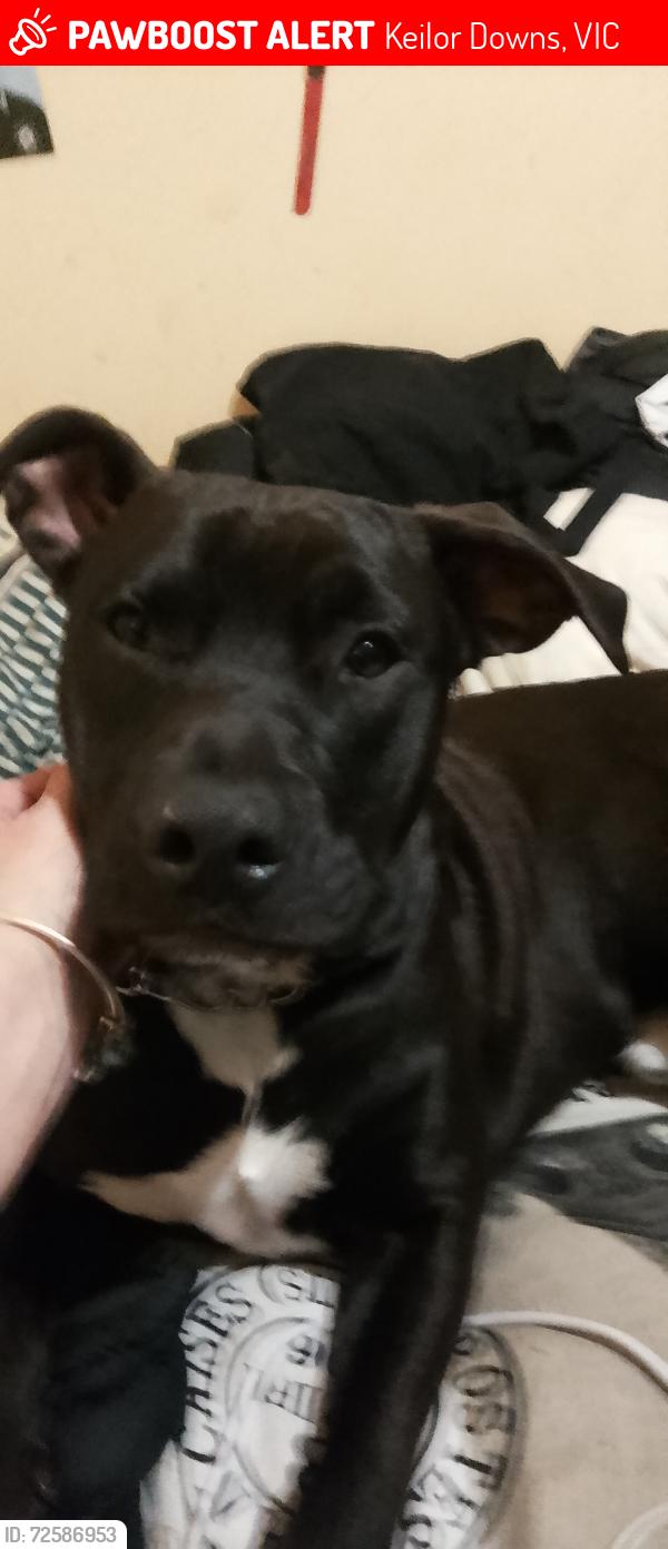 Lost Male Dog last seen Keilor Central , Keilor Downs, VIC 3038