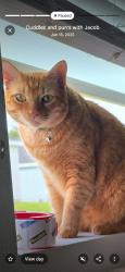 Lost Male Cat last seen 35th st and 36th place, Ocala, FL 34479