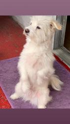 Lost Female Dog last seen Near Bellerive Dr , Houston, TX 77036