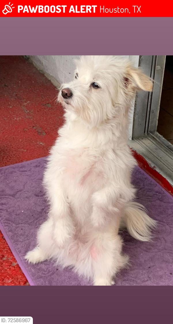 Lost Female Dog last seen Near Bellerive Dr , Houston, TX 77036