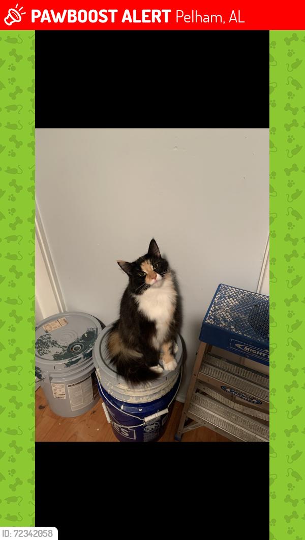 Lost Female Cat last seen I65 South across from Big Tex Trailer World, Pelham, AL 35124