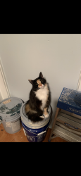 Lost Female Cat last seen I65 South across from Big Tex Trailer World, Pelham, AL 35124