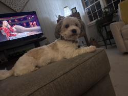 Lost Male Dog last seen Bethabara Park Blvd,Reynolda , Winston-Salem, NC 27106
