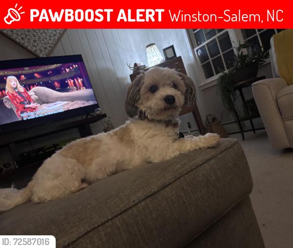 Lost Male Dog last seen Bethabara Park Blvd,Reynolda , Winston-Salem, NC 27106