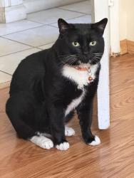 Lost Male Cat last seen Last seen at Saluda but could’ve jumped over to the Esplanade apmts, San Diego, CA 92126