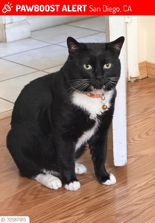 Lost Male Cat last seen Last seen at Saluda but could’ve jumped over to the Esplanade apmts, San Diego, CA 92126