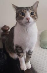 Lost Female Cat last seen Lilac & walnut, Rialto, CA 92376