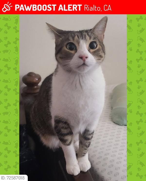 Lost Female Cat last seen Lilac & walnut, Rialto, CA 92376