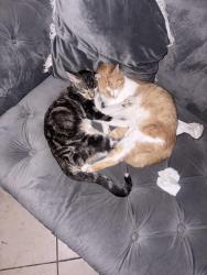 Lost Unknown Cat last seen Chestnut Hill apmts , Houston, TX 77036