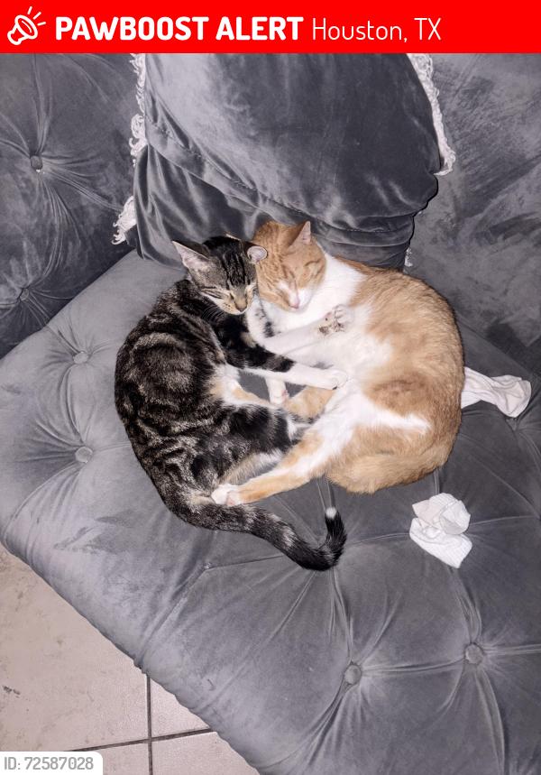 Lost Unknown Cat last seen Chestnut Hill apmts , Houston, TX 77036