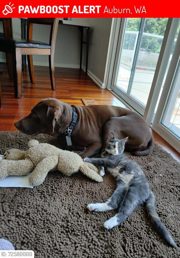 Lost Female Cat last seen 108th Ave SE SE 299th St, Auburn, WA 98092