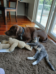 Lost Female Cat last seen 108th Ave SE SE 299th St, Auburn, WA 98092