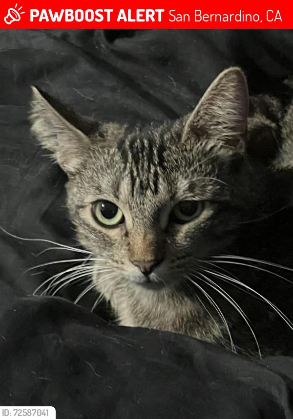 Lost Female Cat last seen Waterman and Gilbert, San Bernardino, CA 92404