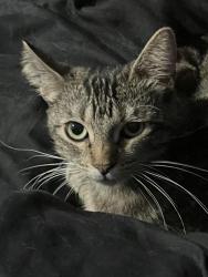 Lost Female Cat last seen Waterman and Gilbert, San Bernardino, CA 92404