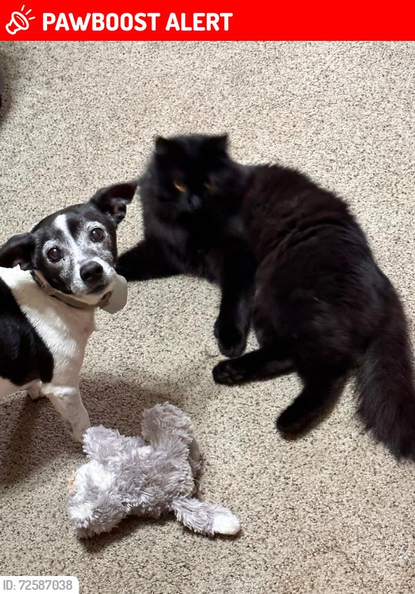 Lost Male Cat last seen Park York, Katy texas, Fort Bend County, TX 77494