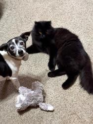 Lost Male Cat last seen Park York, Katy texas, Fort Bend County, TX 77494