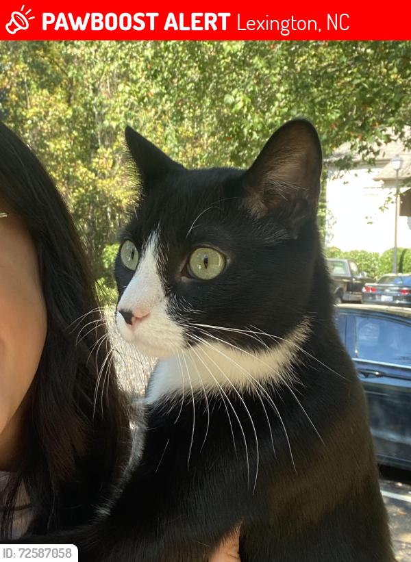 Lost Male Cat last seen Brookside Swim Club, Lexington, NC 27292