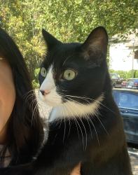 Lost Male Cat last seen Brookside Swim Club, Lexington, NC 27292