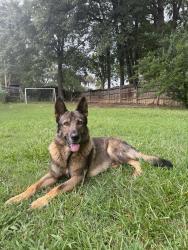 Lost Male Dog last seen COWPENS SC, Cowpens, SC 29330