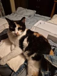 Lost Female Cat last seen Adam , Henderson, KY 42420