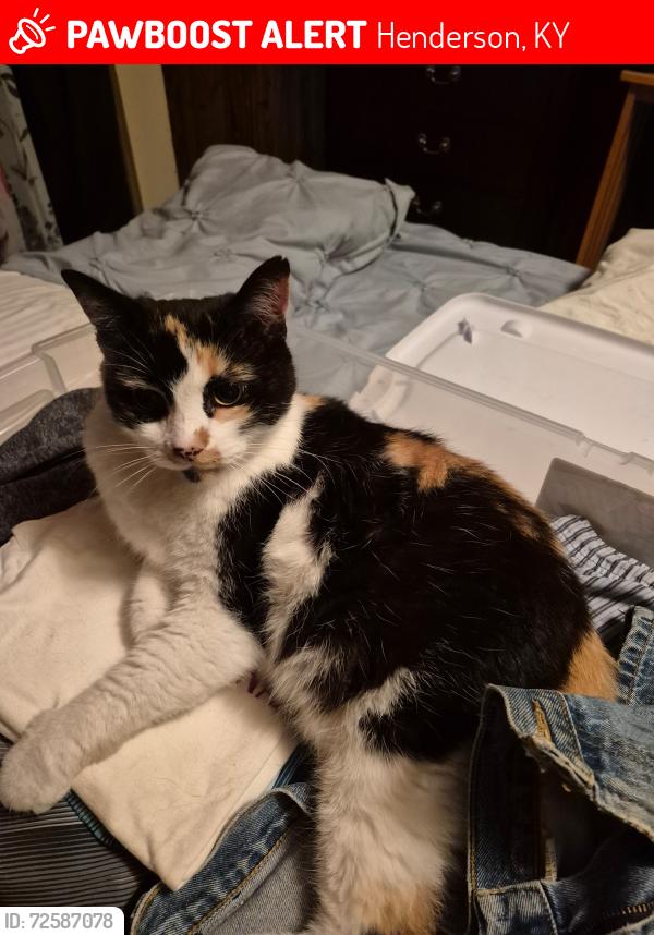 Lost Female Cat last seen Adam , Henderson, KY 42420