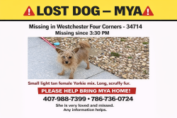 Lost Female Dog last seen Near Wilkinson Dr , Clermont, FL 34714