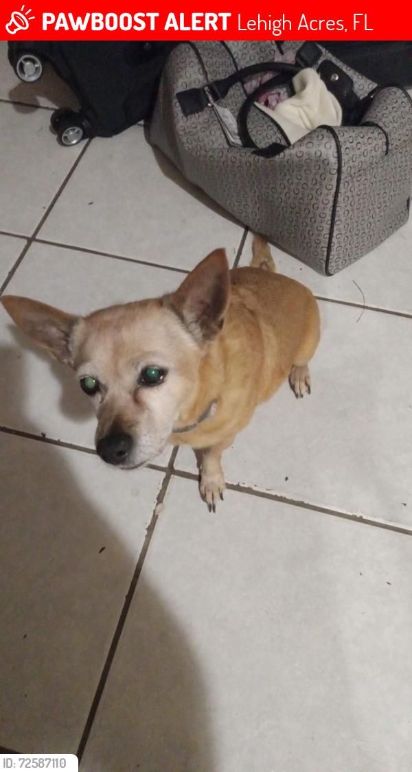 Lost Female Dog last seen Meadow Rd , Lehigh Acres, FL 33974