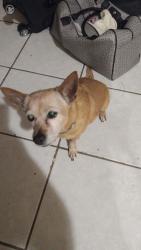 Lost Female Dog last seen Meadow Rd , Lehigh Acres, FL 33974