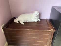 Lost Female Cat last seen starr creek subdivision, Forsyth County, GA 30028