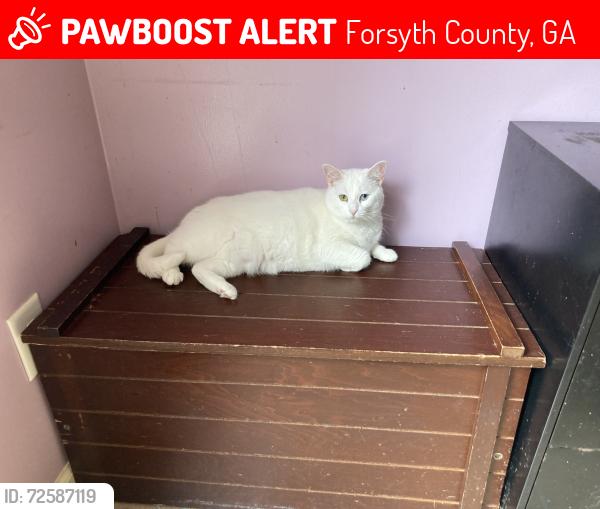 Lost Female Cat last seen starr creek subdivision, Forsyth County, GA 30028