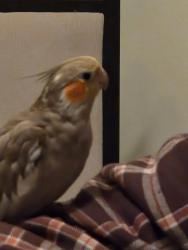 Lost Female Bird last seen Ridge Ave eht nj , Egg Harbor Township, NJ 08234