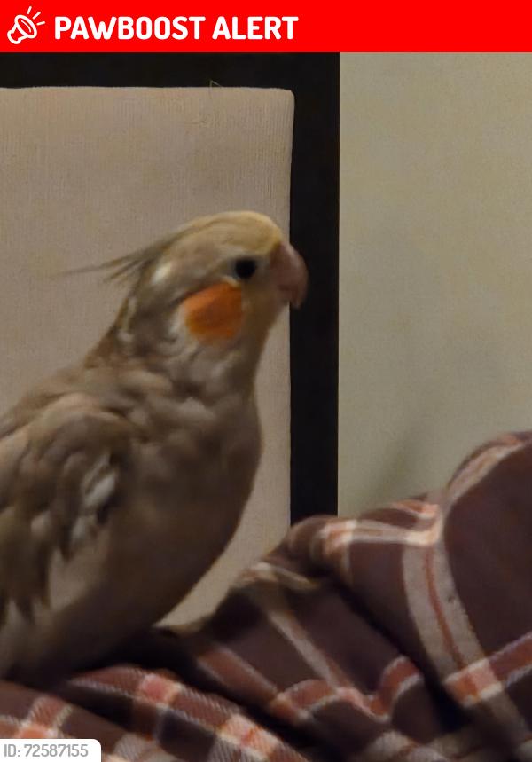 Lost Female Bird last seen Ridge Ave eht nj , Egg Harbor Township, NJ 08234